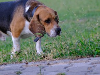 Beagle der snuser langs kanten af en græsplæne