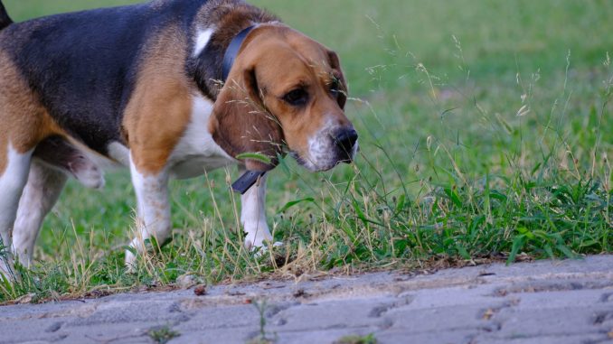 Beagle der snuser langs kanten af en græsplæne